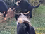 Immagine 1