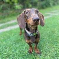 Bassotto nano per accoppiamento