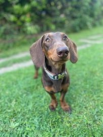 Bassotto nano per accoppiamento