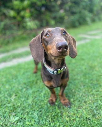 Bassotto nano per accoppiamento