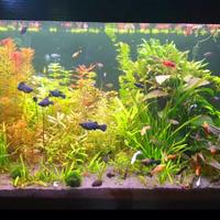 Acquario artigianale 350 Litri + mobile