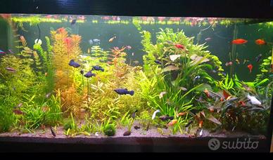 Acquario artigianale 350 Litri + mobile