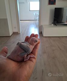 Parrocchetti dal collare ( pulli)