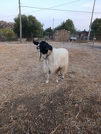 caprone/becco sardo-maltese