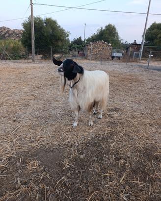 caprone/becco sardo-maltese
