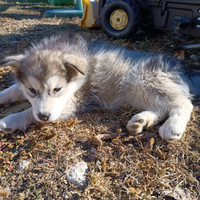 Alaskan Malamute