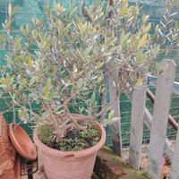 Prebonsai di Ulivo