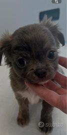 cuccioli di chihuahua 