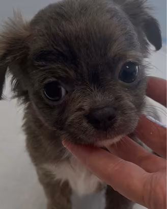 cuccioli di chihuahua 