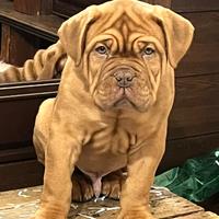 Dogue de bordeaux