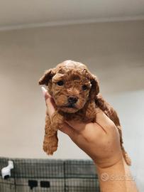 Cuccioli di barboncino