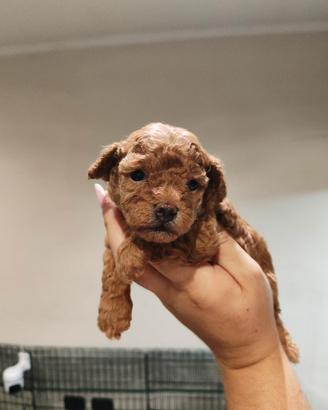 Cuccioli di barboncino