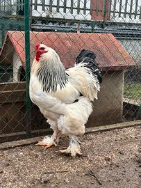 Brahma, amrocks, australorp, marans