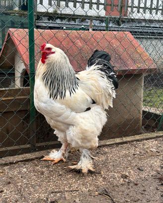 Brahma, amrocks, australorp, marans
