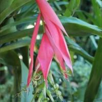 Pianta Lacrime della regina 