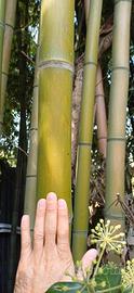 Piantine di bambu