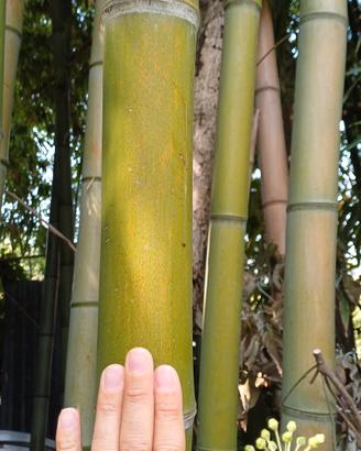 Piantine di bambu