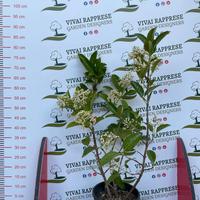 Viburnum lucidum pianta siepe