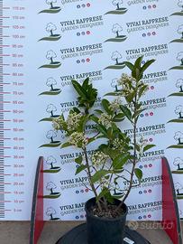 Viburnum lucidum pianta siepe