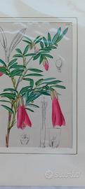 6 stampe antiche originali  1860