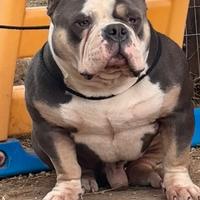 American Bully Extreme