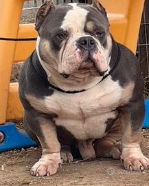 American Bully Extreme
