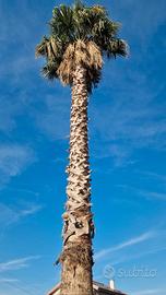 PALMA WASHINGTONIA 
