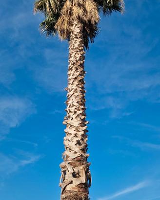 PALMA WASHINGTONIA 