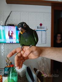 pionus maximiliani