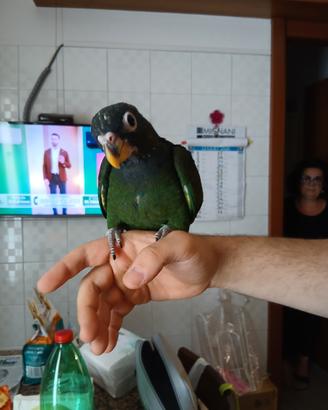 pionus maximiliani