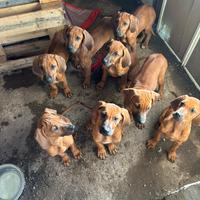 Cuccioli RHODESIAN