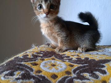 Gattina, incrocio Munchkin zampe corte