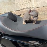 American bully micro