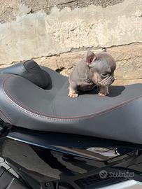 American bully micro