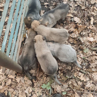 Cuccioli di lupo cecoslovacco