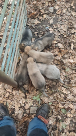 Cuccioli di lupo cecoslovacco