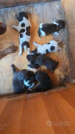 Cuccioli incrocio Lagotto