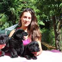 Cuccioli labrador nero con pedigree