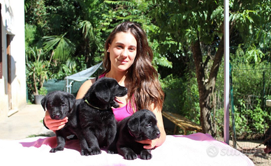 Cuccioli labrador nero con pedigree
