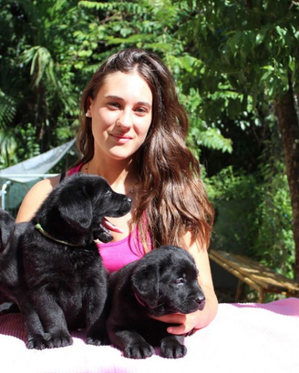 Cuccioli labrador nero con pedigree