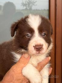 Cuccioli di border collie