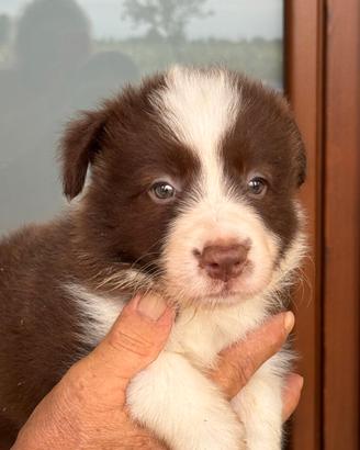 Cuccioli di border collie
