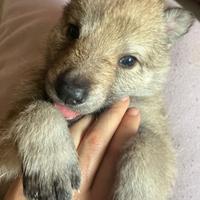Cuccioli di cane lupo cecoslovacco