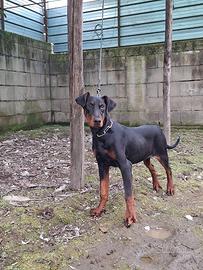 Dobermann