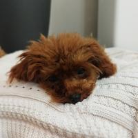 Barboncino mini toy Red