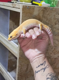 Geco leopardino M