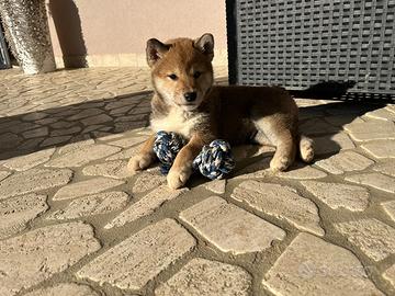 Shiba inu