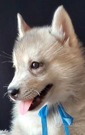 Siberian husky cucciolata con pedigree