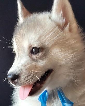 Siberian husky cucciolata con pedigree