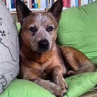 Austalian Cattle Dog SOLO PER MONTE